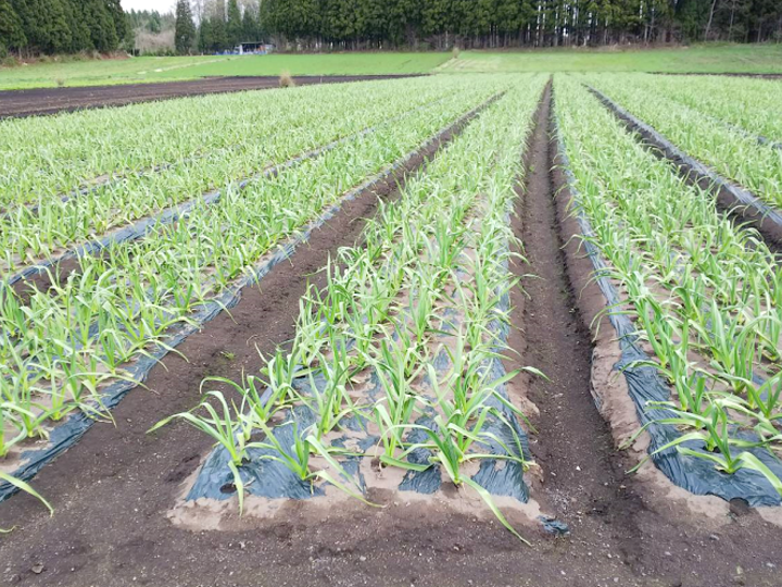 向井ファーム hqdefault.jpg