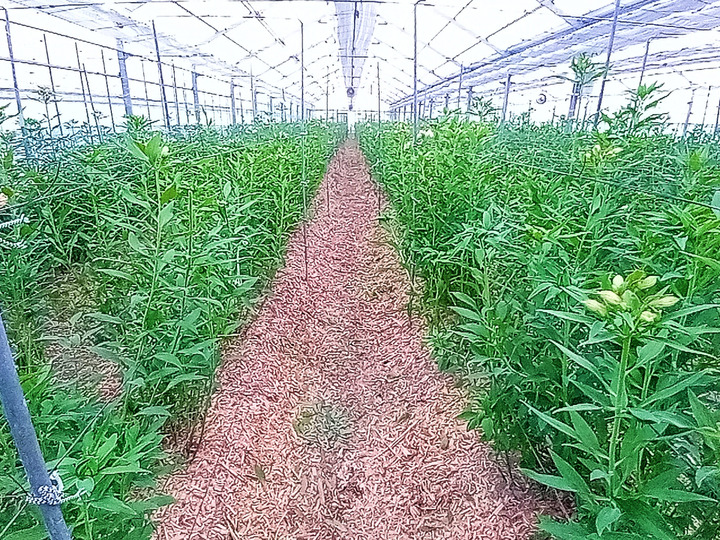 生産者のこだわり