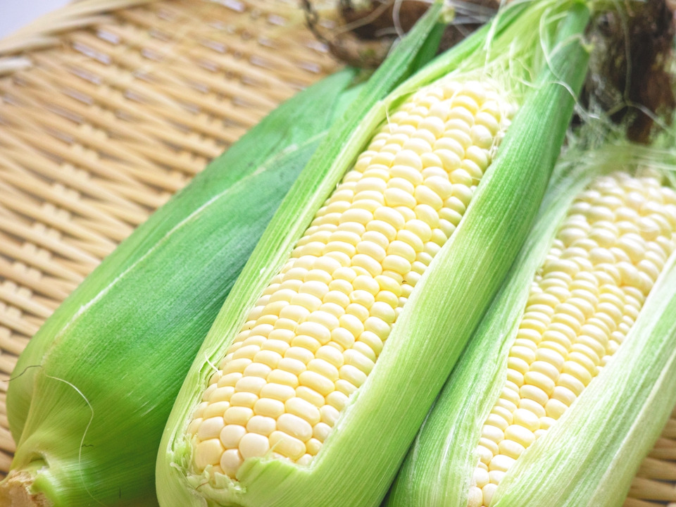 《希少品種》白いおおもの とうもろこし 約5kg (10～11本)：千葉県産｜食べチョク｜農家・漁師の産直ネット通販