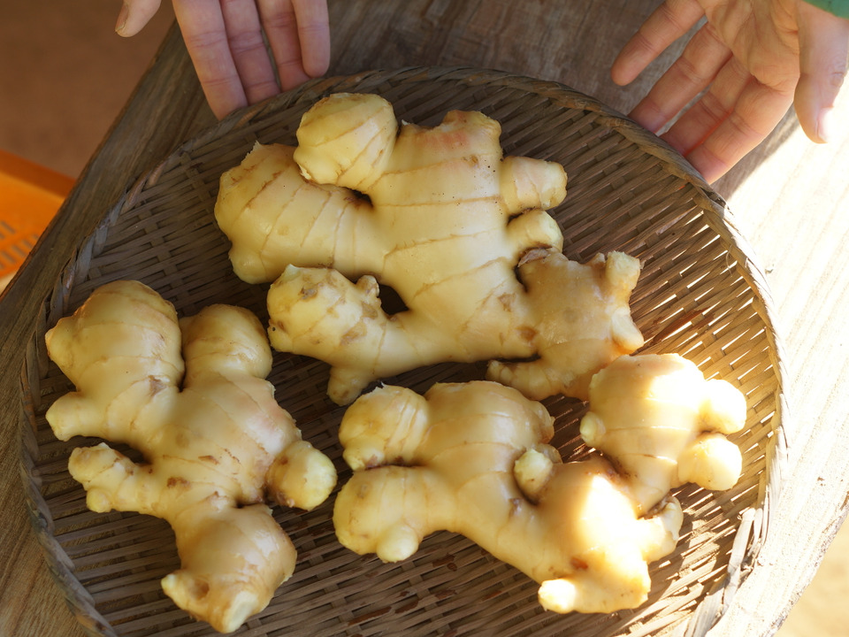 冬を乗り切る！生姜で料理を楽しもう！生姜（1㎏）：千葉県産のその他薬味・スパイス｜食べチョク｜産地直送(産直)お取り寄せ通販 農家・漁師