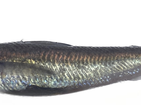 【未利用魚】今後増殖するだろうトモメヒカリ1.2kg前後