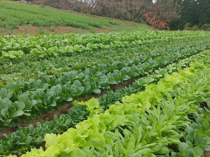ここから農園の野菜、米は農薬、化学肥料を使わず、ミネラル肥料などを中心とした土作りを行なっています。