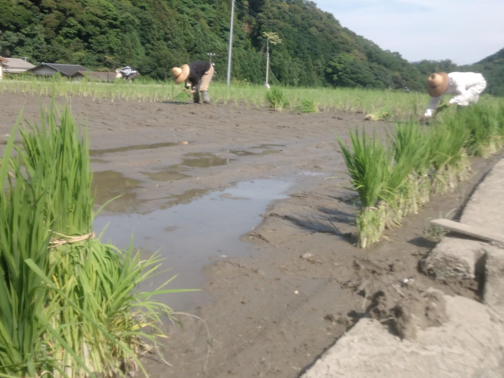 ~石垣の棚田は最高の日当たりと山からのミネラルと水はけ○の好条件~