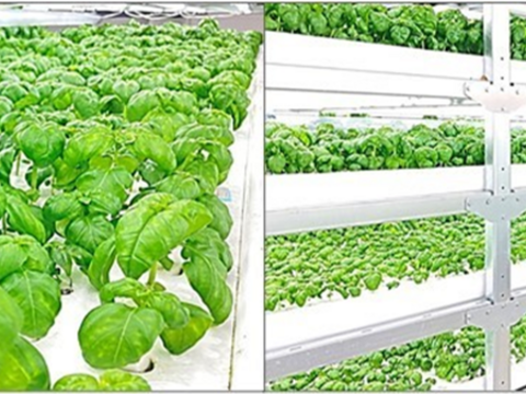 爽やかな香り！豊かな味わい！スイートバジル（２㎏）