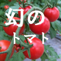 miuトマトの飯田農園