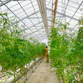 溝口農園