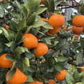 土山農園