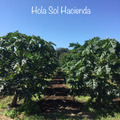 オラソル農園 Hola Sol Hacienda