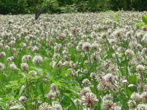 ！出荷中！行者にんにく花蕾500g　5/27で受付終了！　90°に曲がった最高の状態を出荷します　幻の山菜