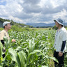 大橋農園