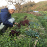 草創自然農園