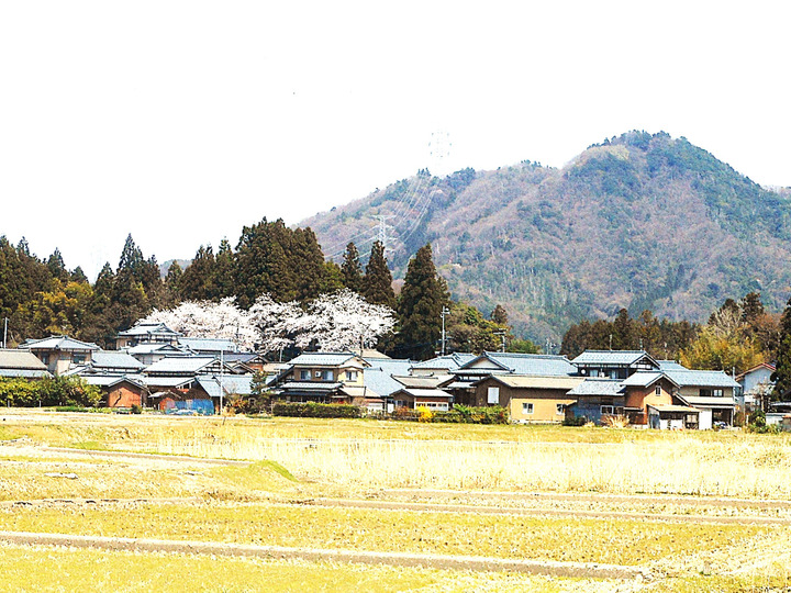 このお米を食べていただき、皆様との、良き、田舎暮らしの百姓と、ご縁が有りますように、【縁結びの田んぼで雨天が続き手刈りをしている風景】
