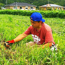 畑田農場