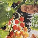 SASAKI FARM.