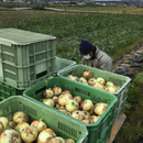 彩farm淡路島