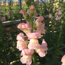 華野 めぐみ