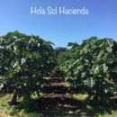 Hola Sol Hacienda オラソルアシエンダ(オラソル農園)