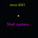 Shell oysters