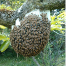 日本ミツバチ専門　吉田養蜂所