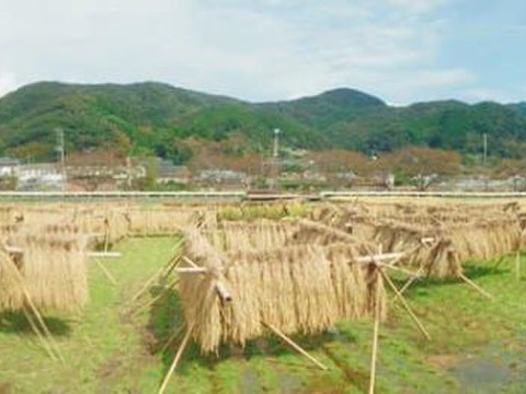 2021年度【新米】ヒノヒカリ　玄米　3ｋｇ
