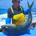 【幻の粟島ブランド】天然鮮魚の宝島『粟島漁業』