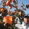 藤鶴青果