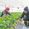 ogatafarm