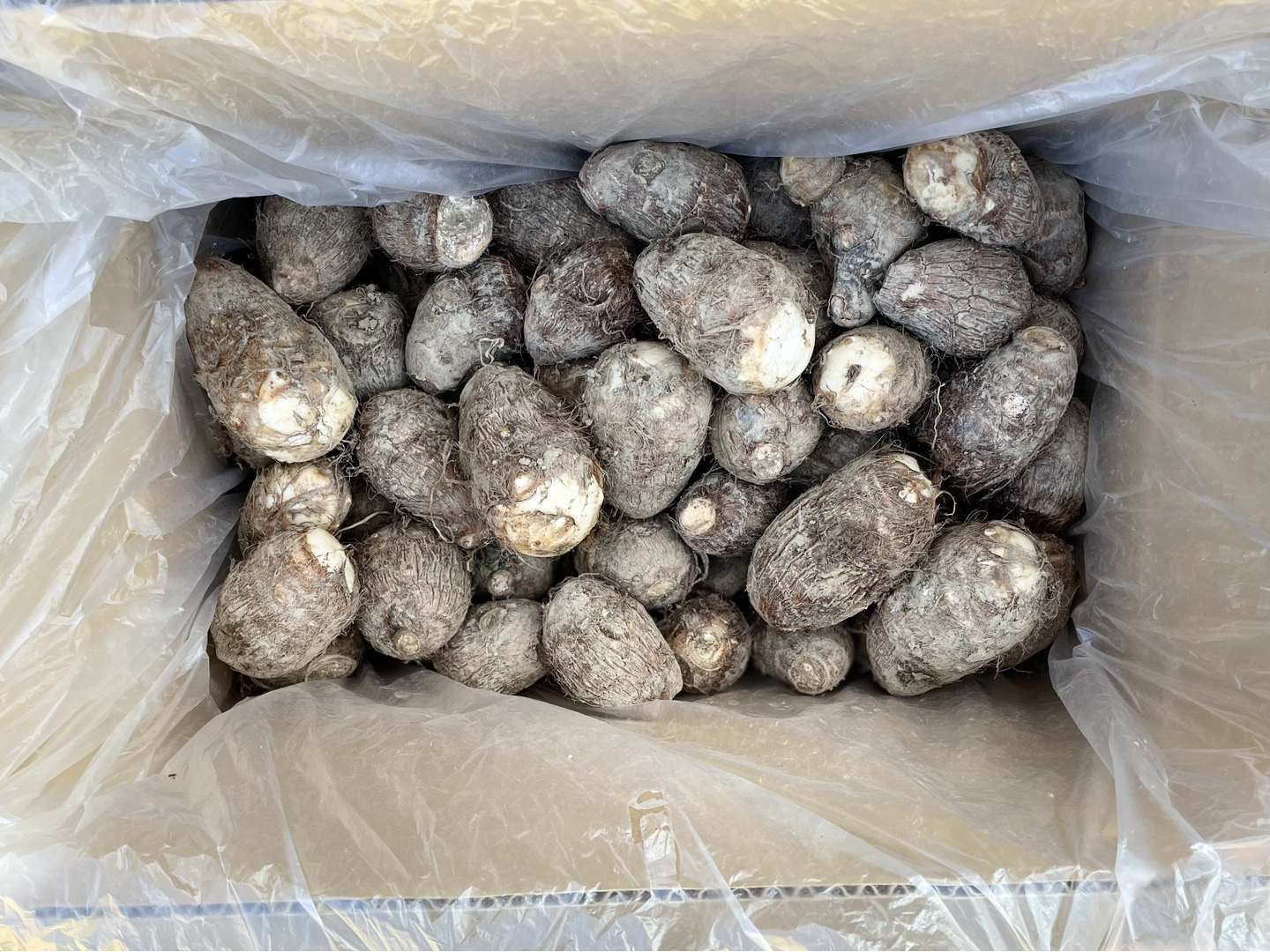 ⬛四万十町産【白芽芋(里芋3kg)】：高知県産のその他里芋｜食べ