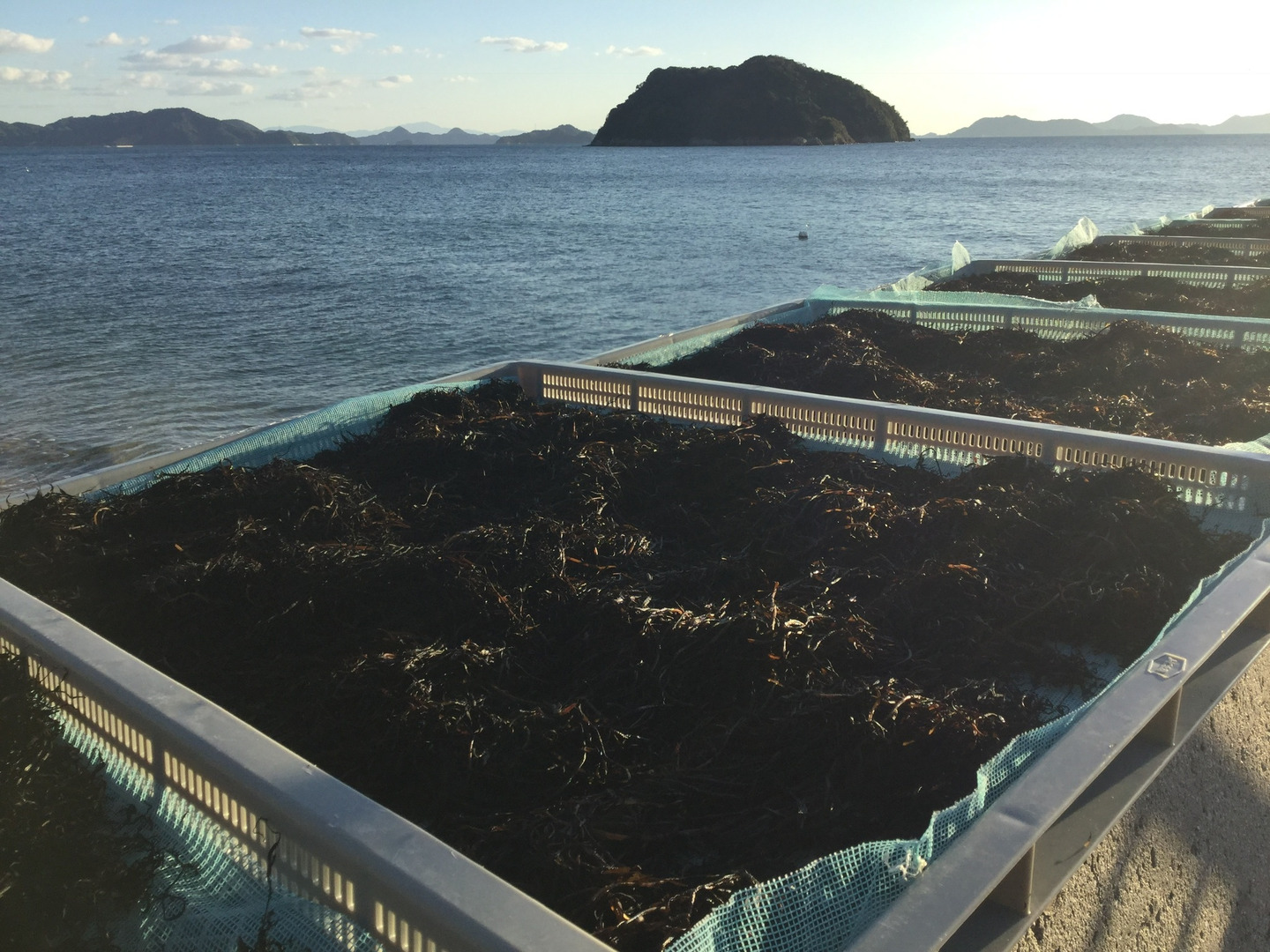鉄釜ひじきたっぷりひじき20g メール便でお試し：広島県産の加工