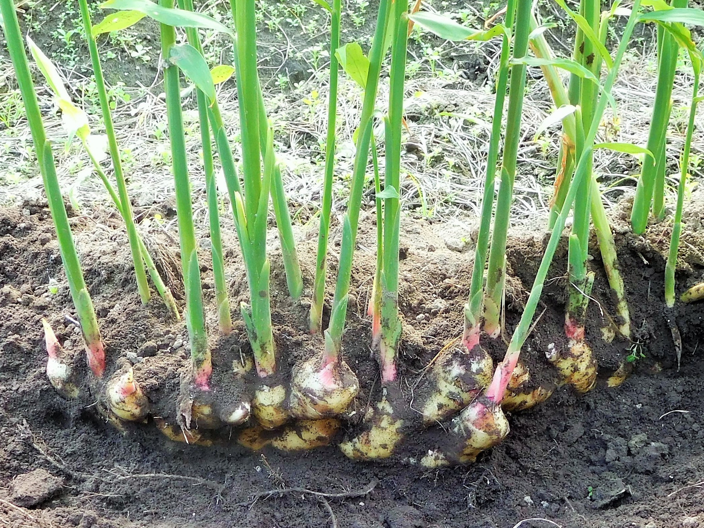 爽やかな辛み!大分県産生姜3kg(栽培期間中農薬・化学肥料不 爽やかな辛み!大分県産生姜3kg(栽培期間中農薬・化学肥料不