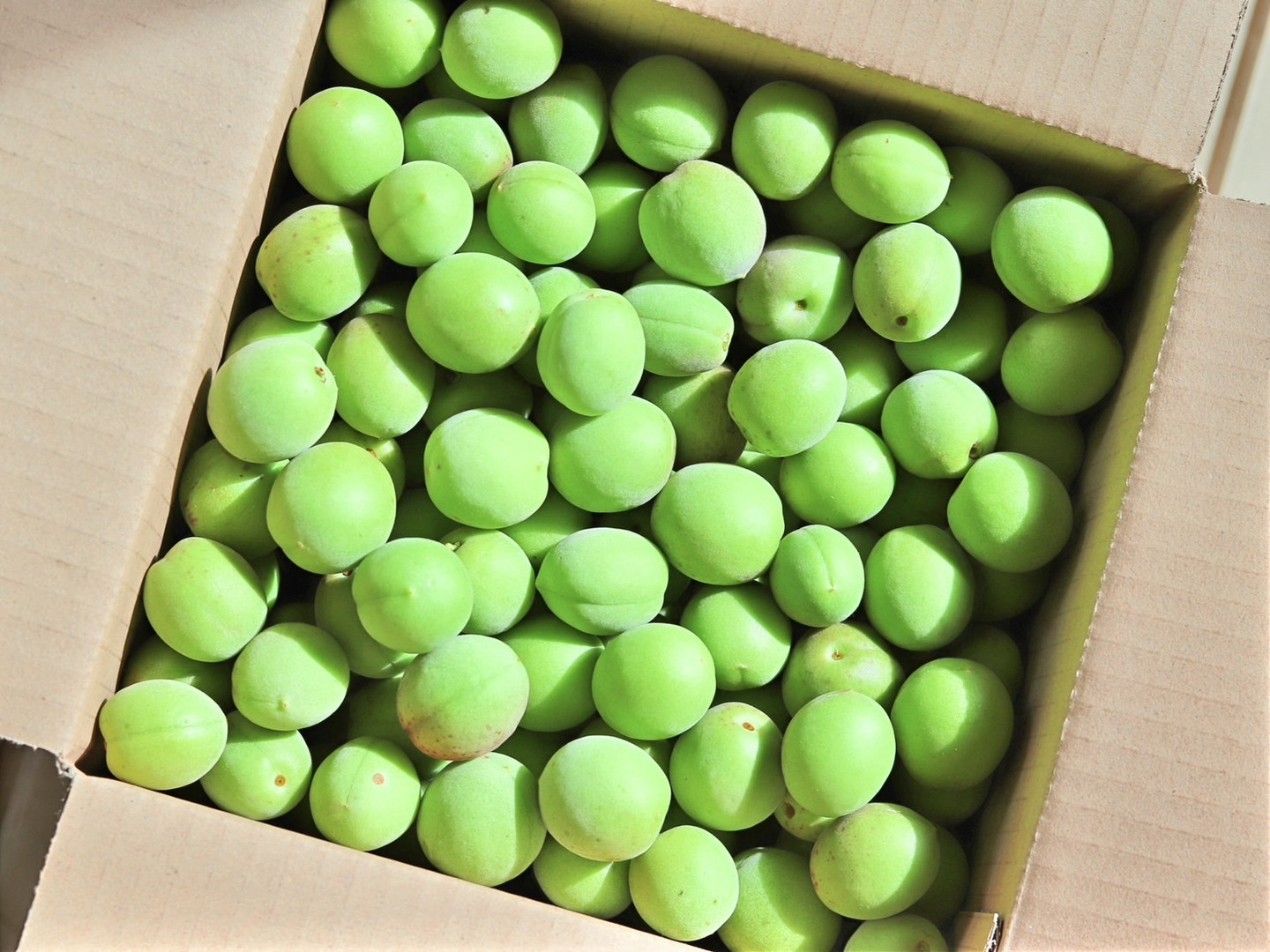 手摘み】青梅 小梅サイズ 2kg 農薬不使用 自然栽培 四万十産