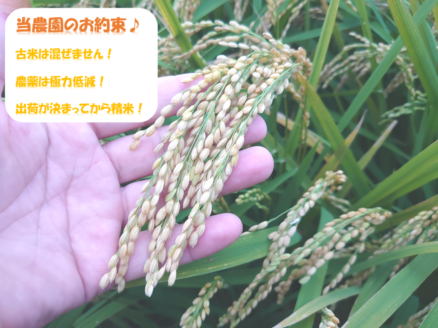 白くて美しい 「きぬむすめ」岡山県産 玄米 20kg：岡山県産のお