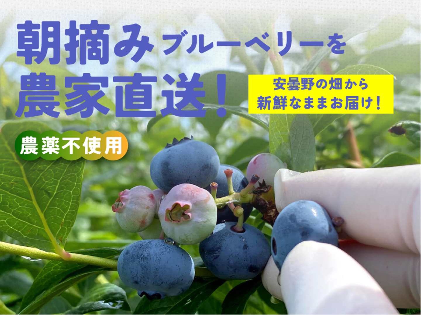 食べチョク高評価No.1】ブルーベリー約1キロ【栽培期間中農薬不