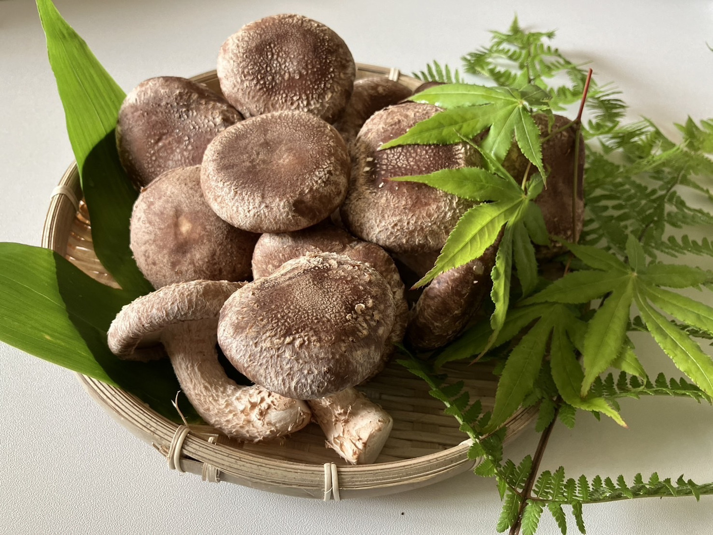 きいたけ 177798df36ec51c321ff386ad1dd36