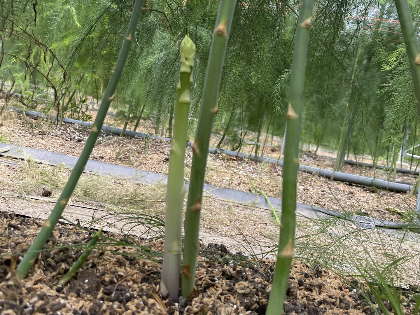 今が旬‼️（L〜2L）2kg 農家くんの春芽アスパラサイズ 混合
