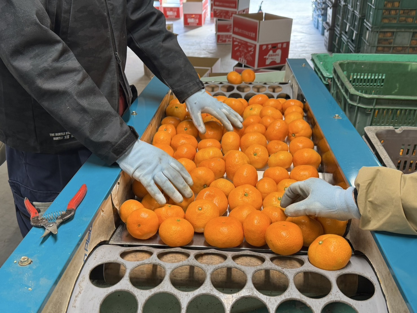 値引 濃厚な味わい旬のちえみかん🍊（南柑20号）3㌔：愛媛県産の 果物