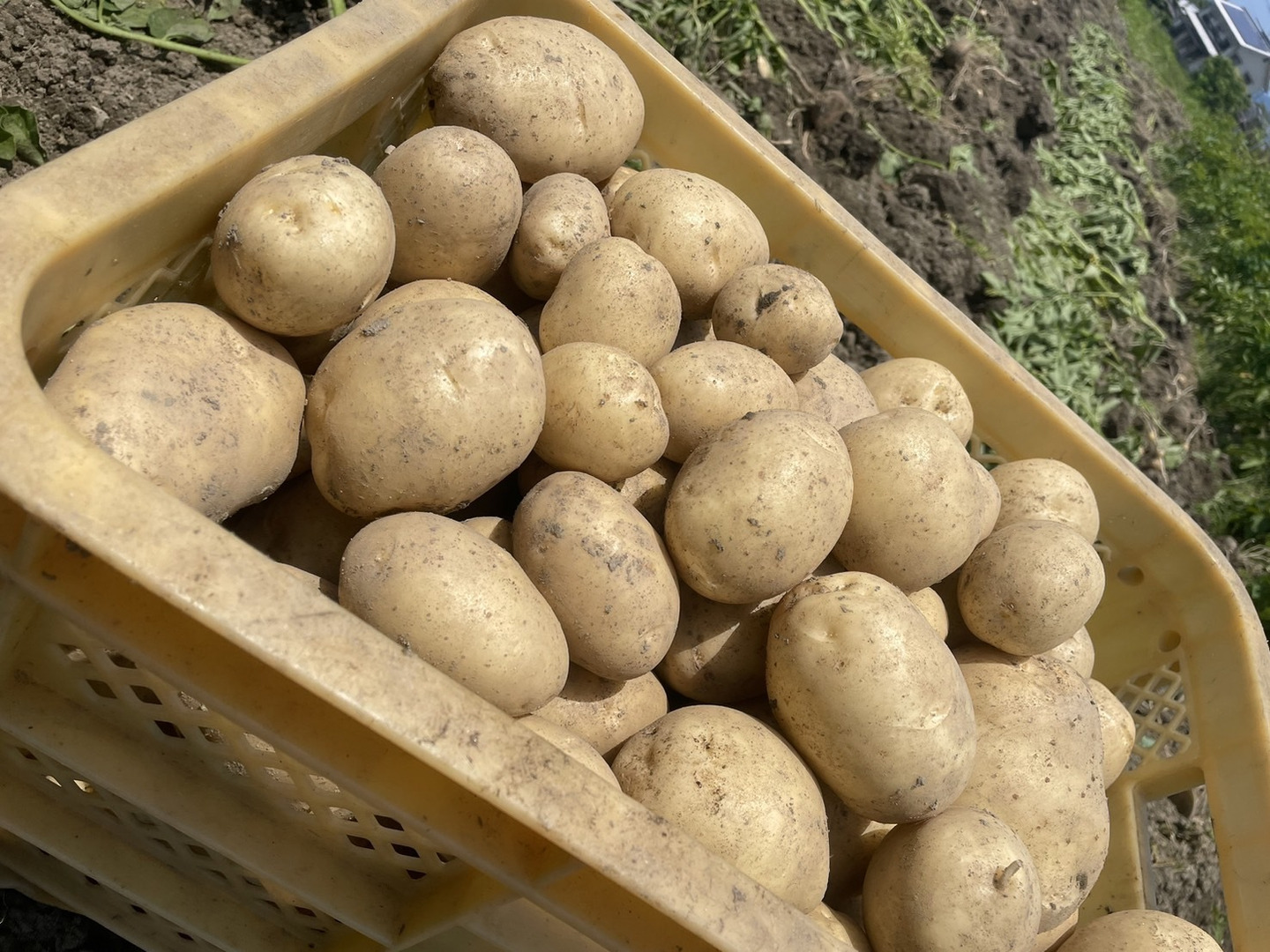最高級のスーパー 自然栽培】じゃがいも4種類食べ比べ 10kg（2.5㎏×4品種）（肥料 野菜
