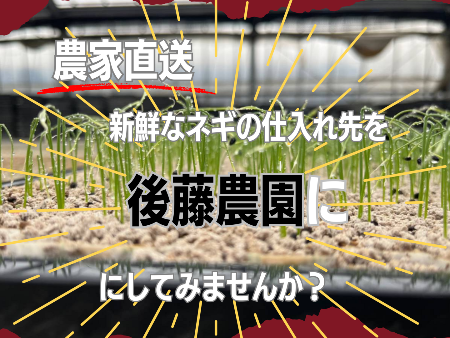 静岡県産】　白ネギ　１０ｋｇ 長ねぎ ネギ 業務用 約10kg ＜5キロ×2箱＞80本前後入 L~2Lサイズ