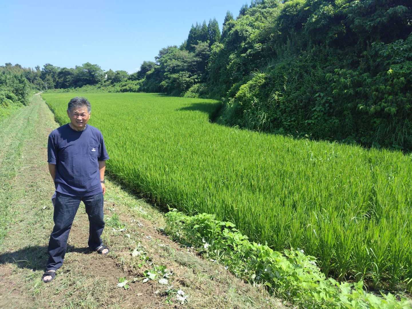 阿蘇五宮奉納米 5キロ：熊本県産のヒノヒカリ｜食べチョク｜産地
