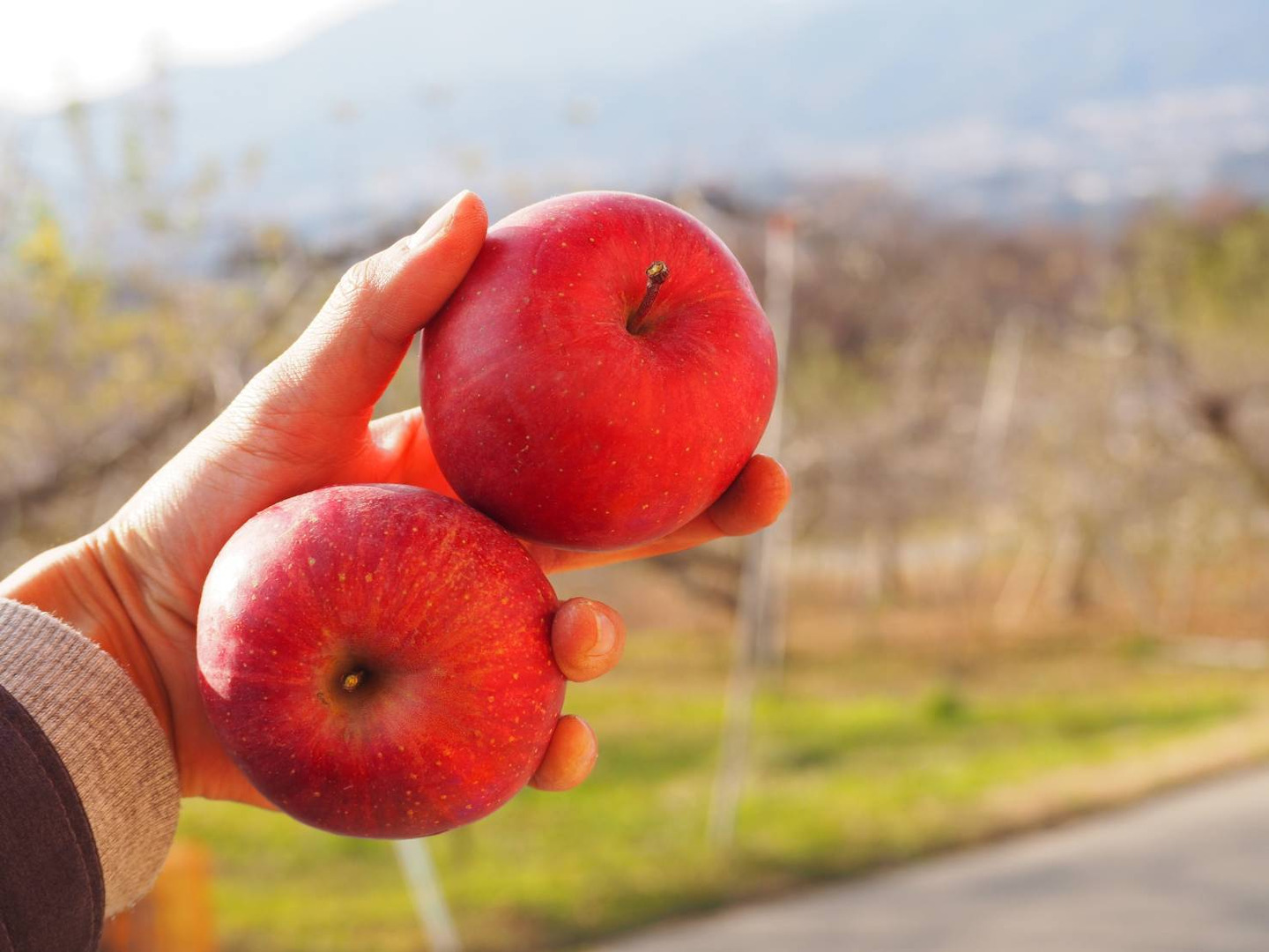 小玉りんご】完熟サンふじ🍎18〜22玉1日1個まるかじり：長野県