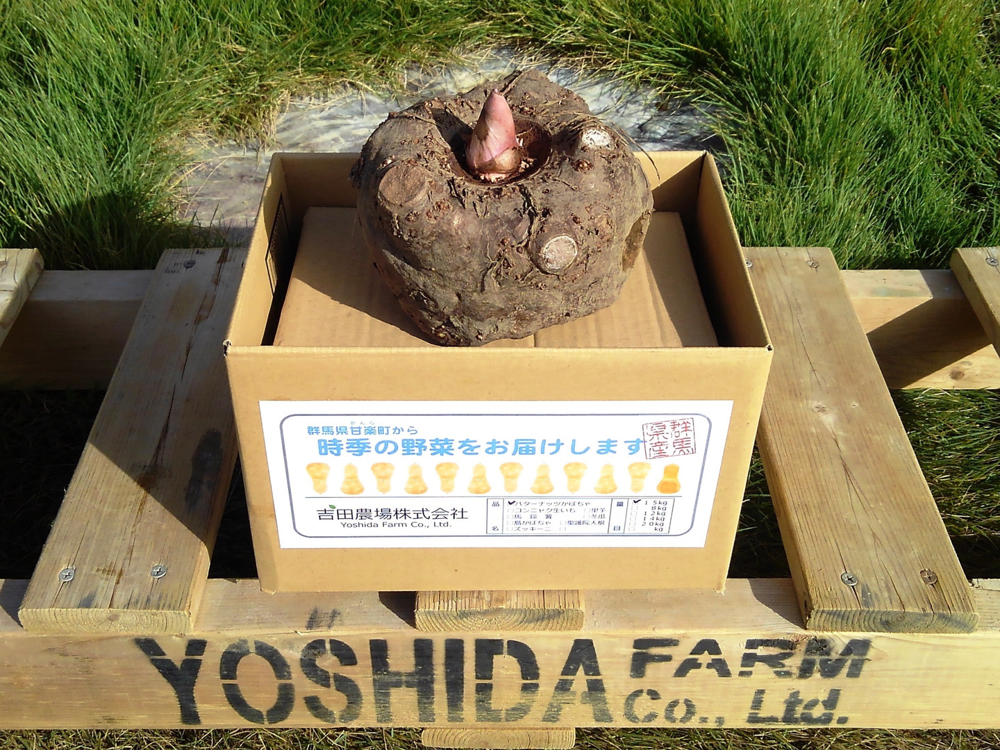 群馬県産】こんにゃく芋 箱込み20kg以内 手作りこんにゃく用