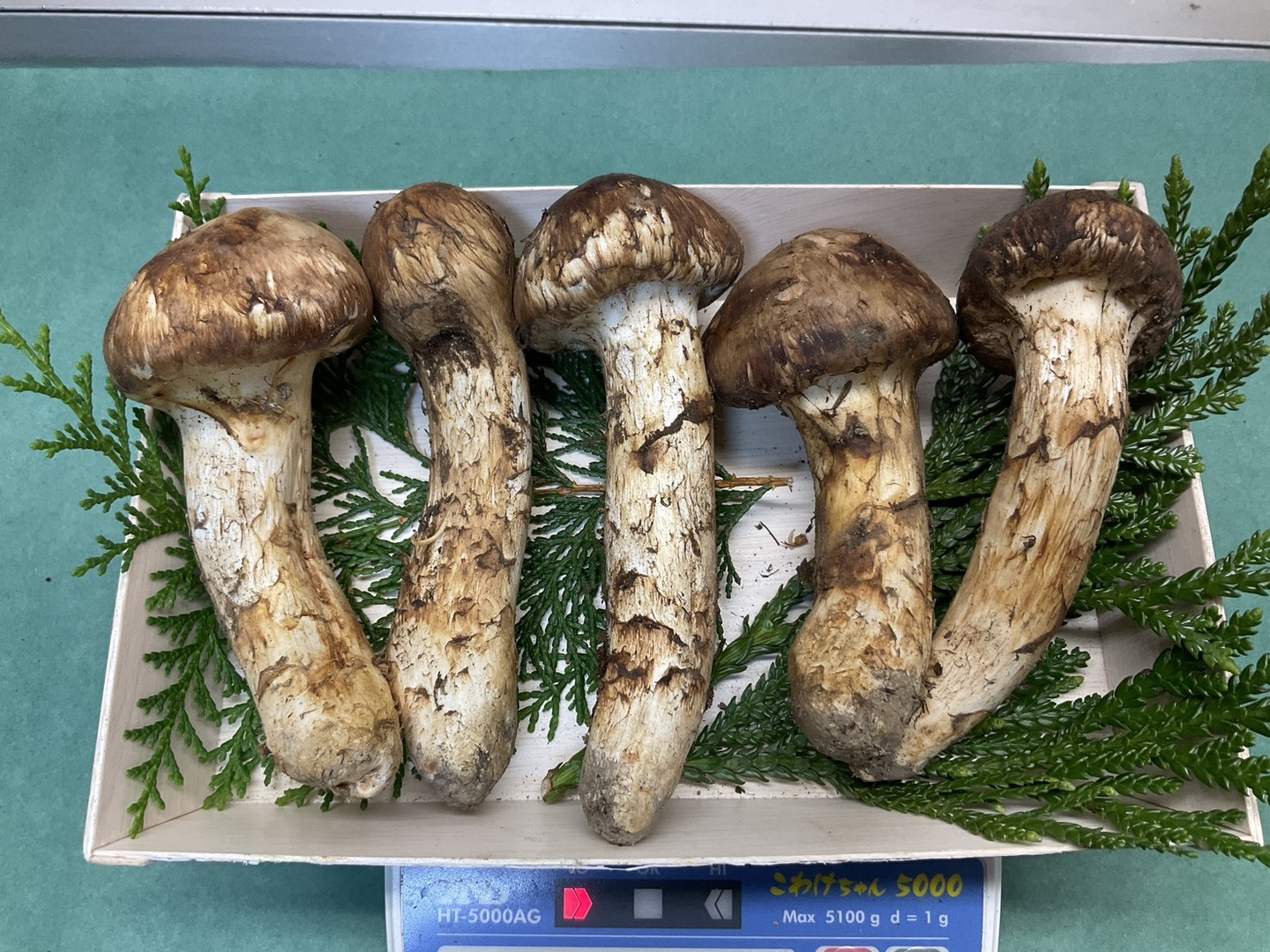 B.岩手県下閉伊郡産松茸 10/13収穫340g 最高 岩手県産 松茸