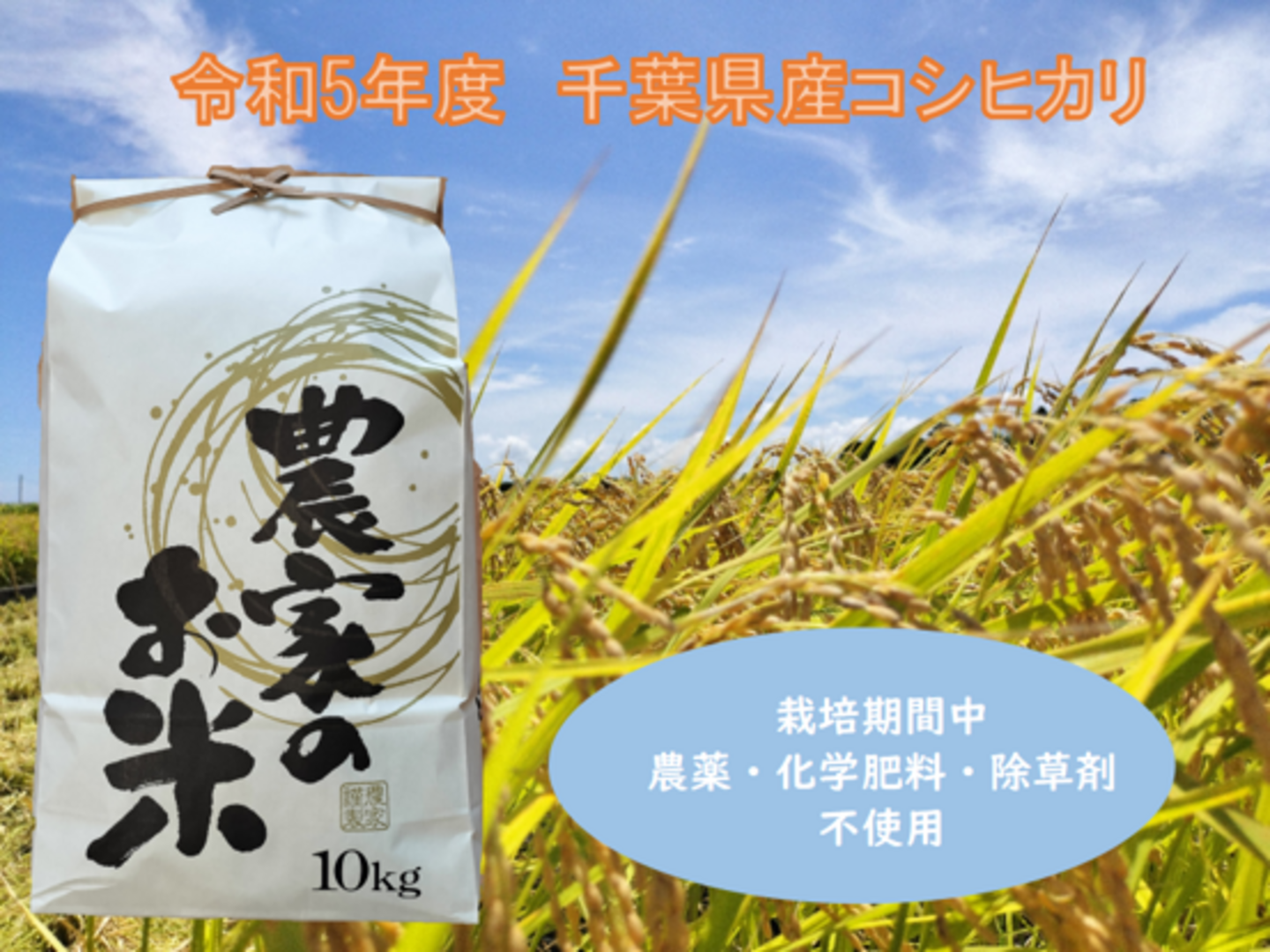 【シカタ】令和６年　千葉県　くず米 Amazon.co.jp: 新米令和6年産 千葉県夷隅（いすみ）産こしひかり
