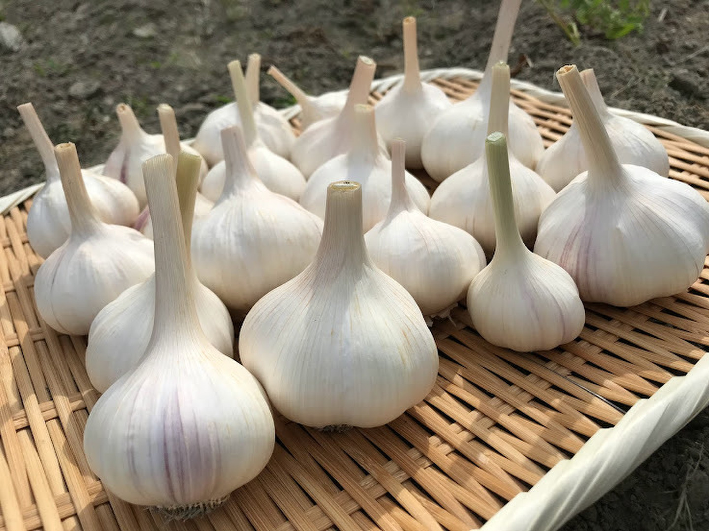 奈良県産自然栽培生ニンニク3kg 奈良県産自然栽培ニンニク3kg
