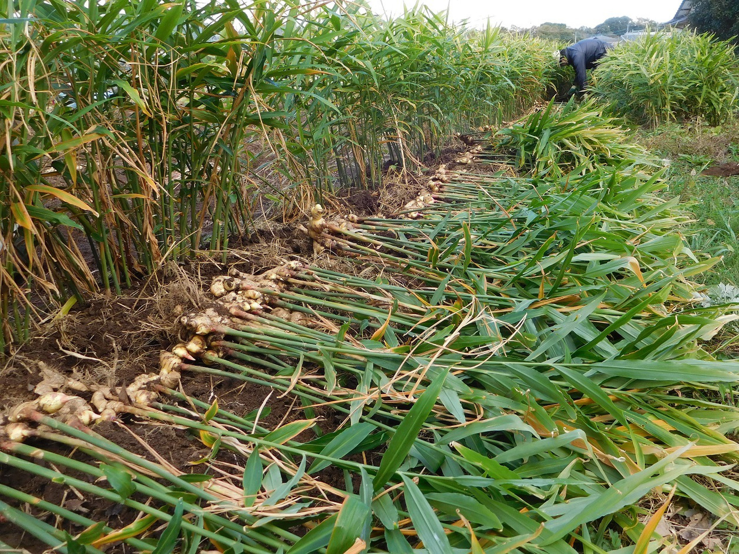 爽やかな辛み!大分県産生姜3kg(栽培期間中農薬・化学肥料不 爽やかな辛み!大分県産生姜3kg(栽培期間中農薬・化学肥料不