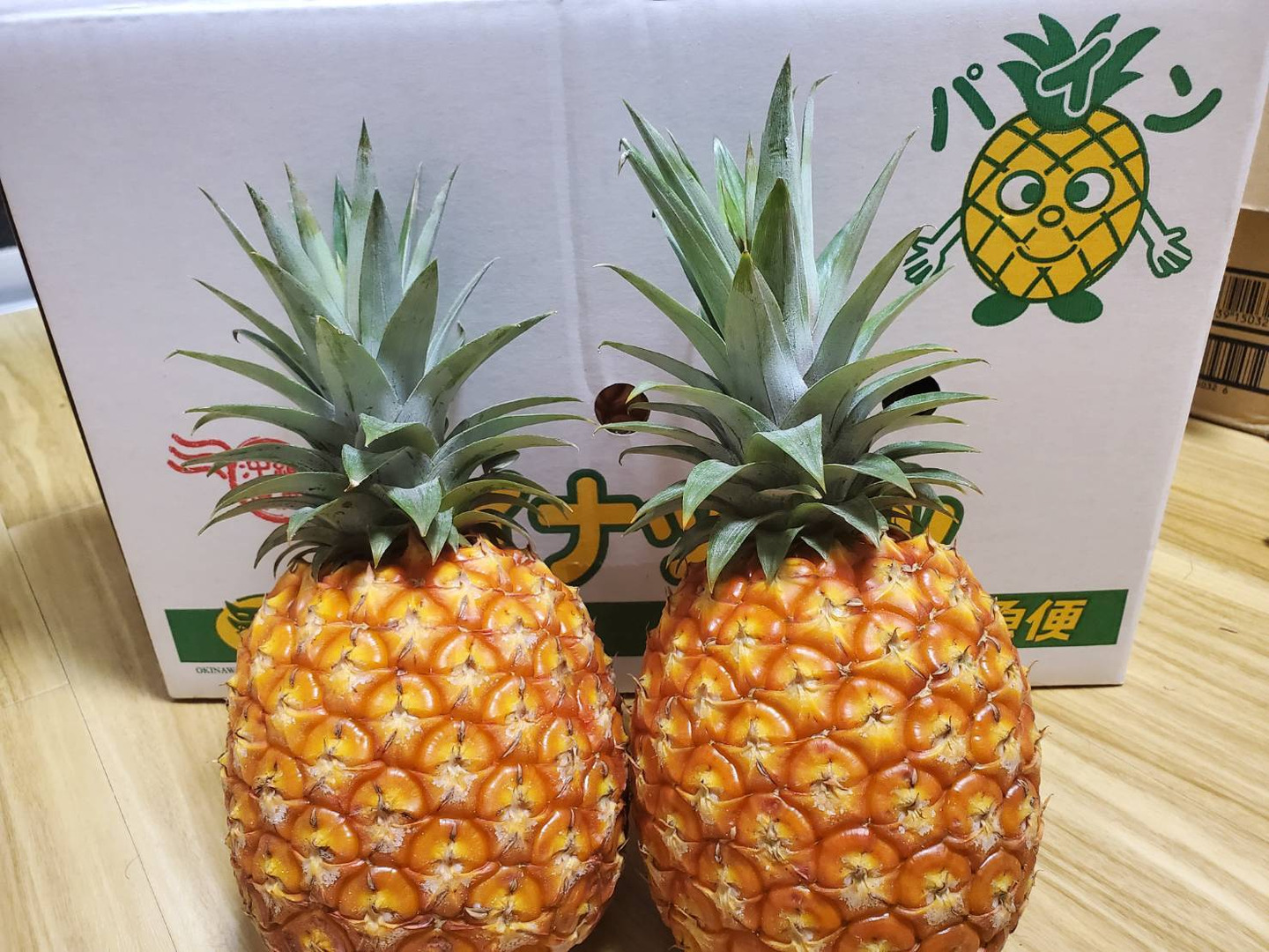新しい到着 3c09999f7e95fa854a9a3369b9d7e6 その他観葉植物