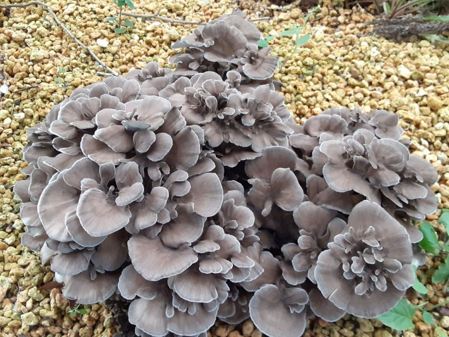 秋田県産　天然舞茸　10月21日収穫天然舞茸2.6kg 天然舞茸2kg【10月上旬発送開始】秋田産 採れたての天然マイタケ