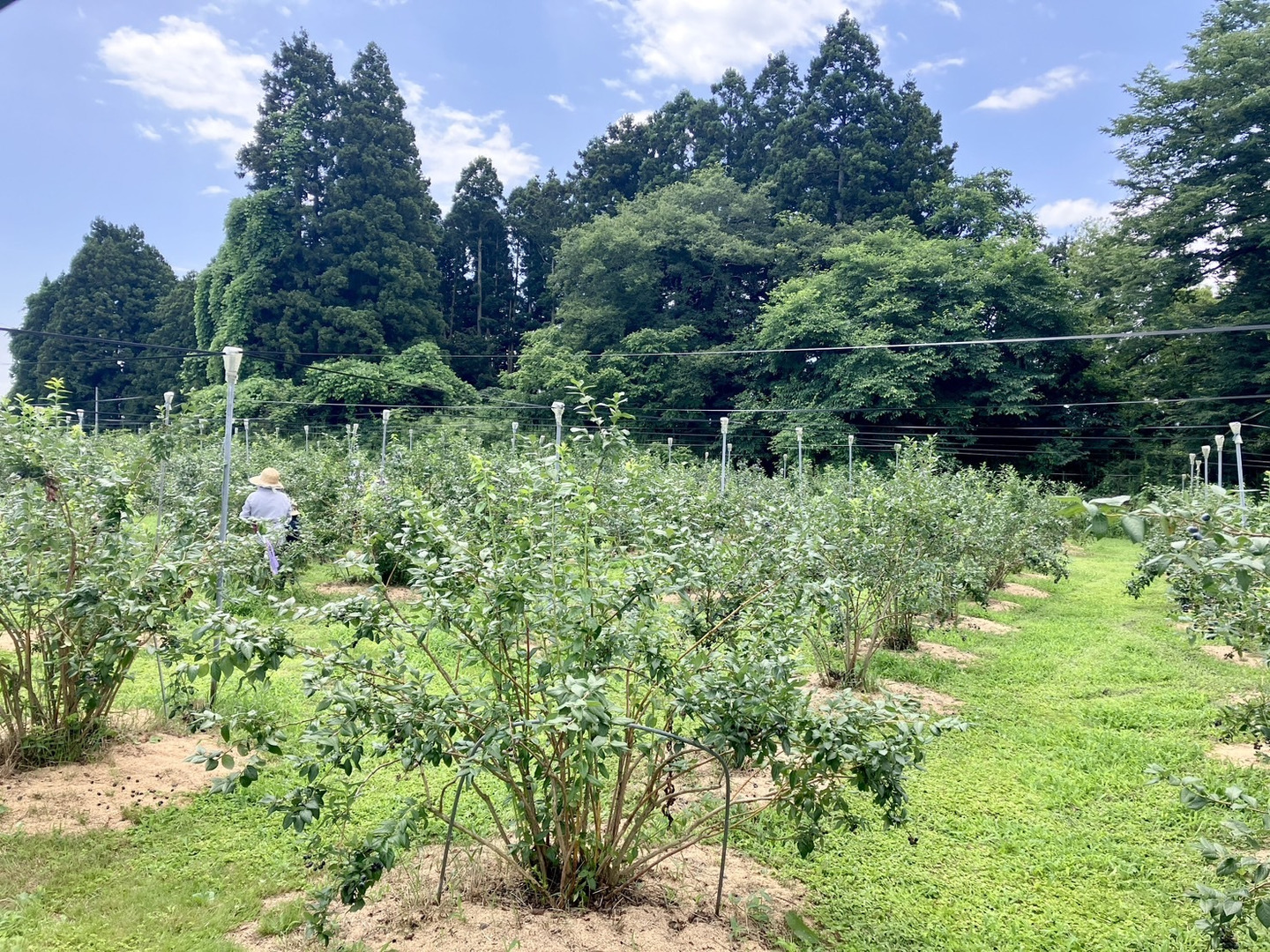 2025年岩手県産】生ブルーベリー【200g】予約特別価格！：岩手県