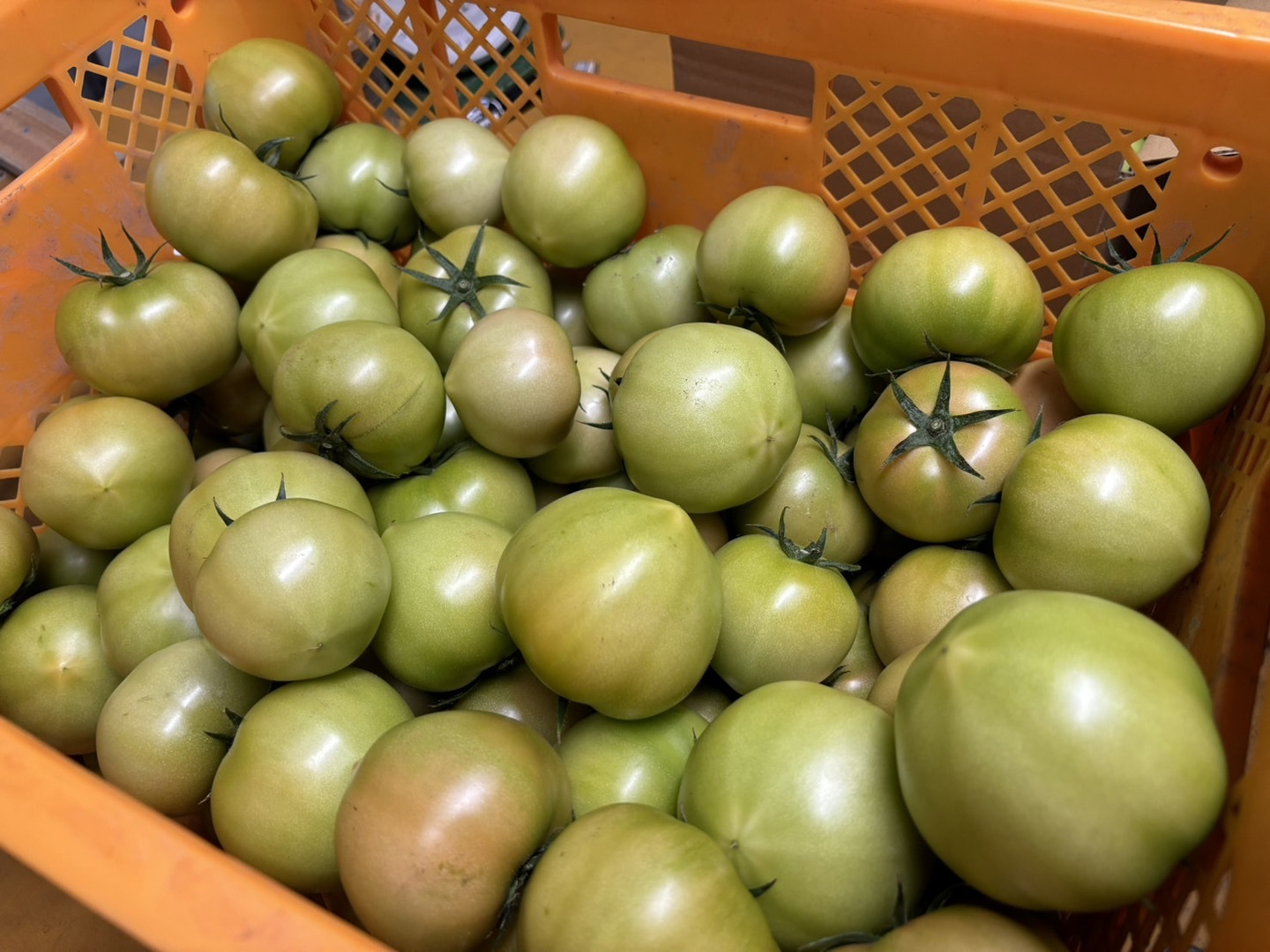 新しい 49114588895208ddda23c8605f4987 野菜