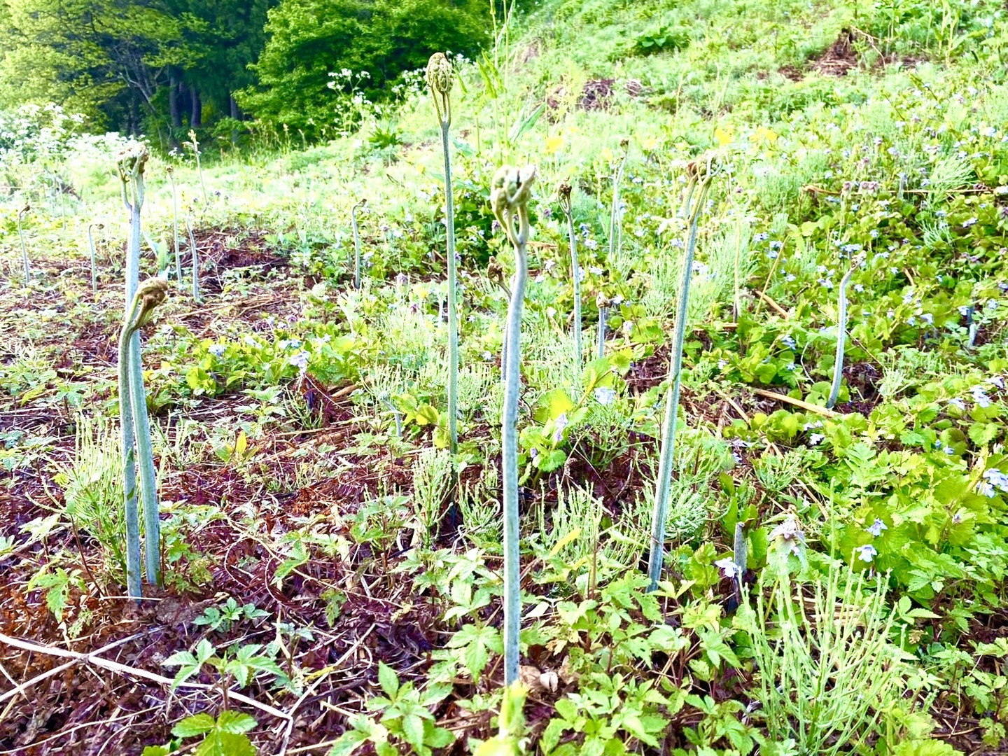 朝採山菜！】蕨(ワラビ)1kg おまけ付き！：山形県産のワラビ